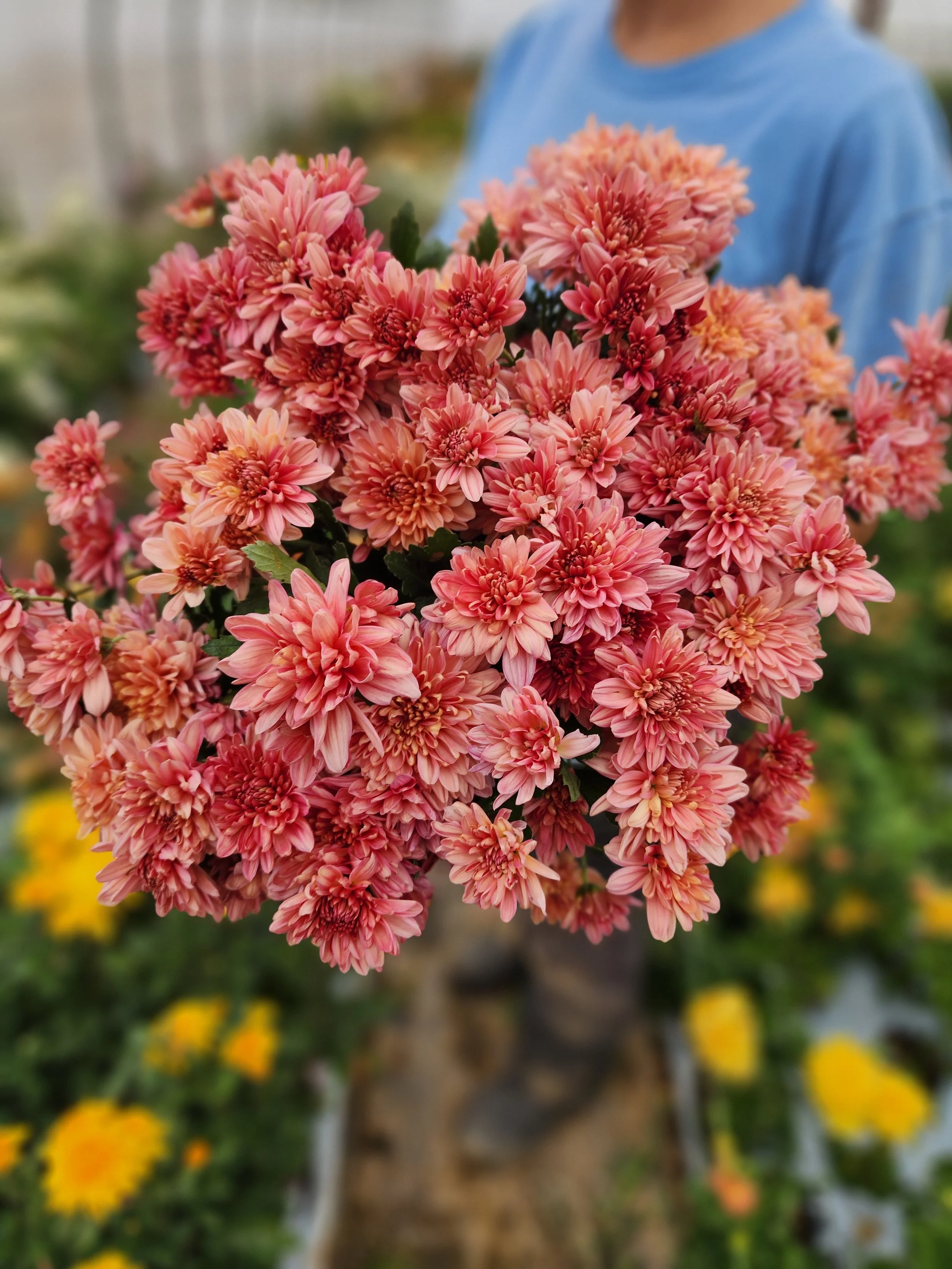 Pink Fleece Heirloom Chrysanthemum Rooted Cutting — Goose Creek